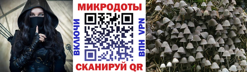 Псилоцибиновые грибы Psilocybe  Курганинск 