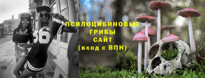 наркотики  Курганинск  Галлюциногенные грибы Cubensis 