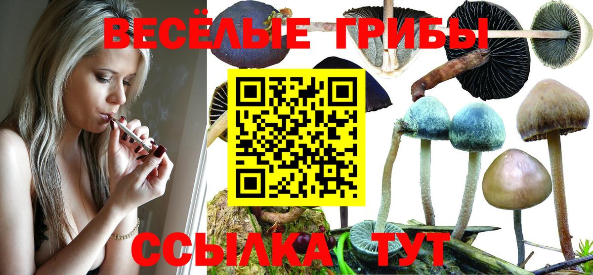 Курганинск  Галлюциногенные грибы Magic Shrooms  Вход с VPN  Галлюциногенные грибы Cubensis 