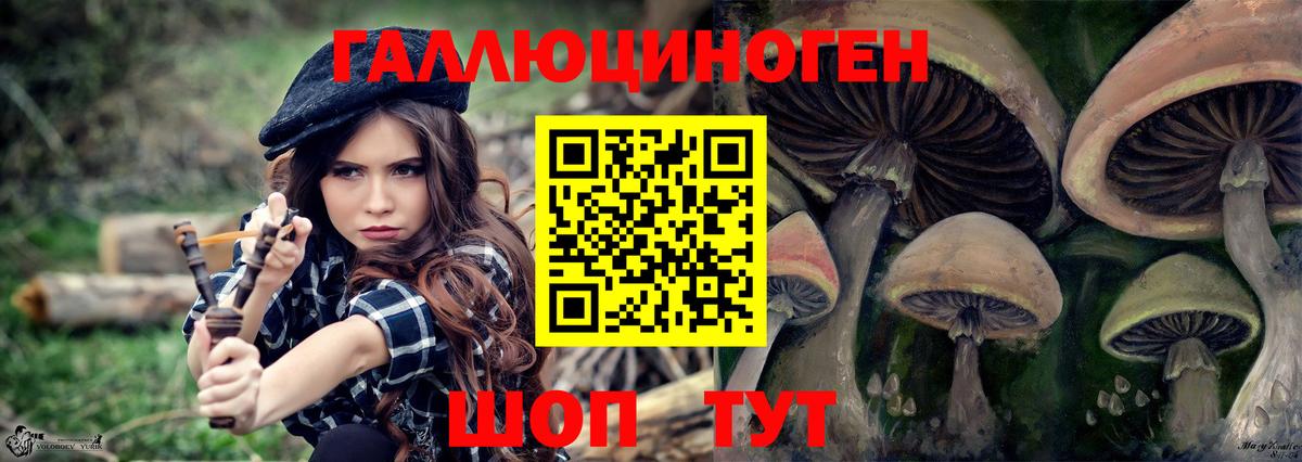 Псилоцибиновые грибы Psilocybe Курганинск